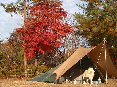 もみじ狩りと紅葉を楽しむキャンプ