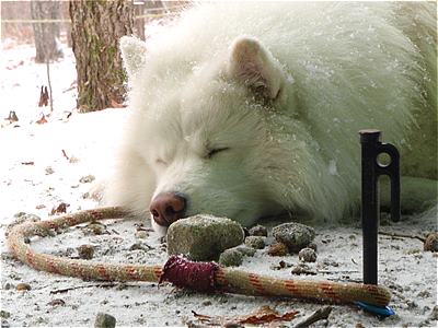 最強の鍛造ペグ